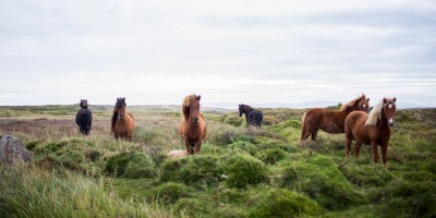 A blog post about wild horses
